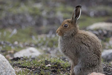 mountain hare
