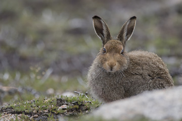 mountain hare