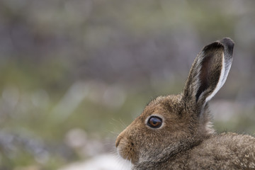 mountain hare