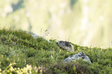 Murmeltier (Marmota) auf einer Alpenwiese in der Schweiz