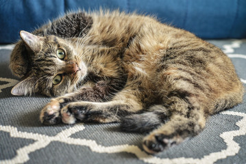 Green eyed cute cat
