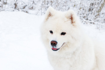 White Samoyed dog close-up portrait in the winter forest