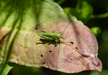 Cricket on a pink and green leaf eaten
