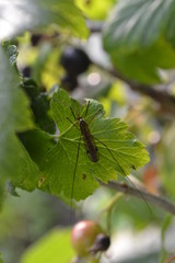 Mosquito sits on a currant sheet
