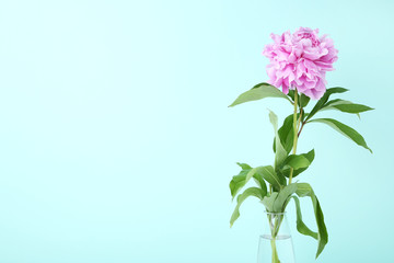 Bouquet of peony flowers in vase on mint background