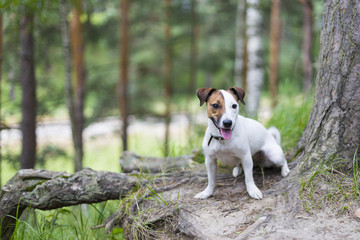 Jack Russell for a walk in the woods