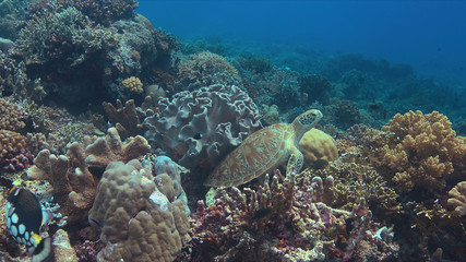 Fototapeta na wymiar Green sea turtle on a colorful coral reef. Cleaning under a soft coral