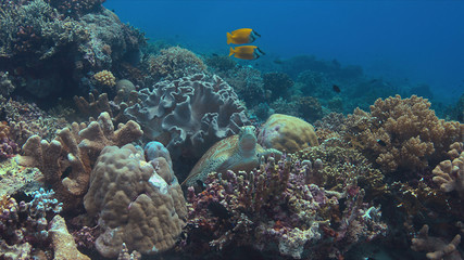 Green sea turtle on a colorful coral reef. Cleaning under a soft coral