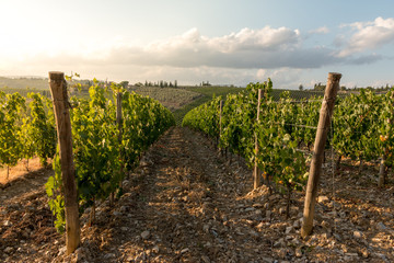 Idyllische Weinberge in Chianti, Toskana, Italien 