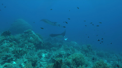 Obraz premium Two Manta rays swimming on a coral reef.