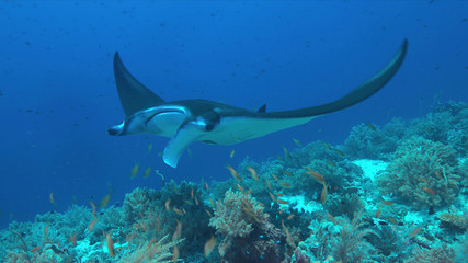 Manta ray swims on a colorful coral reef.