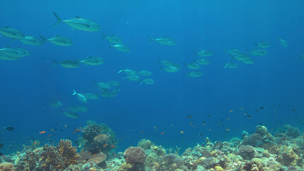 Big-eye Trevallies on a colorful coral reef.