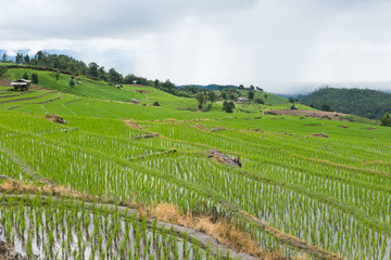 Fototapeta na wymiar green rice field on terrace in mountain valley. beautiful nature landscape in rainy season. agriculture industry