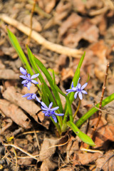 Blue scilla flower (Scilla bifolia) or Squill