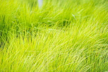 Close up of fresh thick grass with water drops in the early morning
