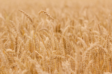 Fototapeta premium field of wheat