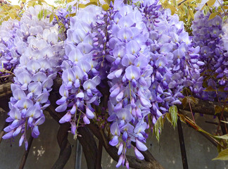 belle glycine