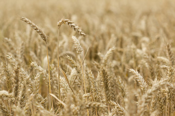 field of wheat
