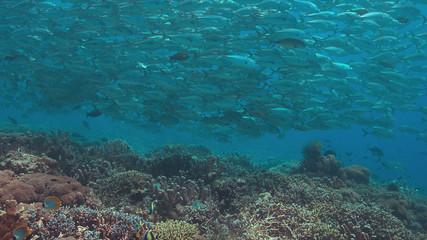 Naklejka na ściany i meble School of Big-eye Trevallies on a colorful coral reef.