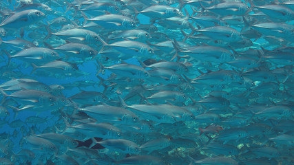 School of Big-eye Trevallies on a colorful coral reef.