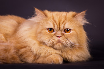Orange persian cat