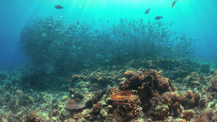 Fototapeta na wymiar School of Big-eye Trevallies on a colorful coral reef.