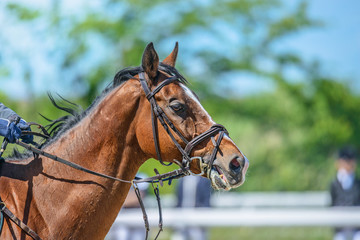 Fototapeta premium 乗馬風景