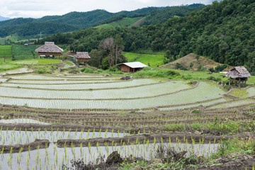 Fototapeta na wymiar green rice field on terrace in mountain valley. beautiful nature landscape in rainy season. agriculture industry
