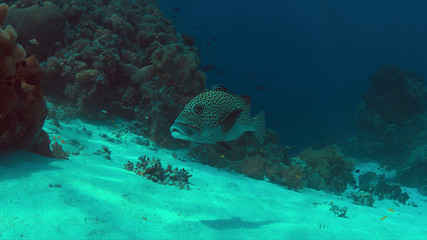 Naklejka na ściany i meble Harlequin sweetlips with a cleaner wrasse on a coral reef in Philippines.