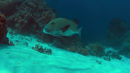 Fototapeta premium Harlequin sweetlips with a cleaner wrasse on a coral reef in Philippines.
