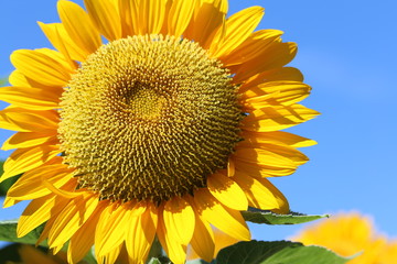 馬見丘陵公園のひまわり畑