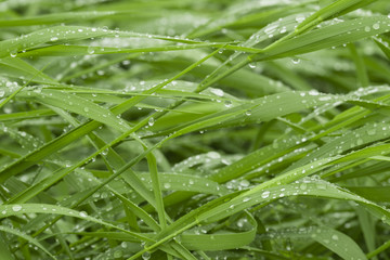 Green grass with water drops.