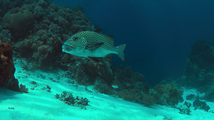 Harlequin sweetlips with a cleaner wrasse on a coral reef in Philippines.