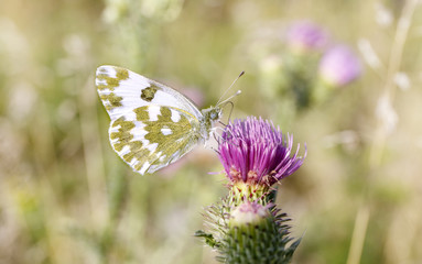 white butterfly on flower.