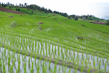green rice field on terrace in mountain valley. beautiful nature landscape in rainy season. agriculture industry