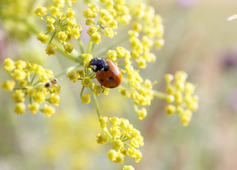 ladybug on a yellow flower.