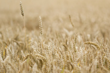 Fototapeta premium pole pszenicy