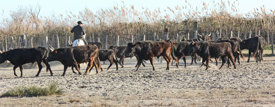 Tri des taureaux