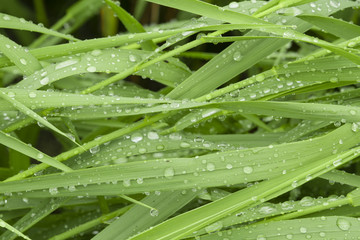 Green grass with water drops.