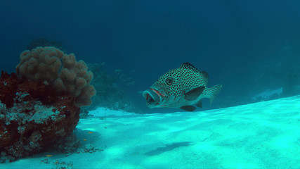 Harlequin sweetlips with a cleaner wrasse on a coral reef in Philippines.