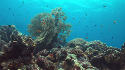 Naklejka na ściany i meble Colorful coral reef with big sea fan and plenty fish.