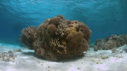 Shallow water of an coral reef with healthy hard corals.