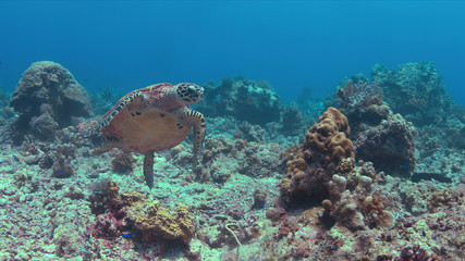 Hawksbill turtle swims on a colorful coral reef.