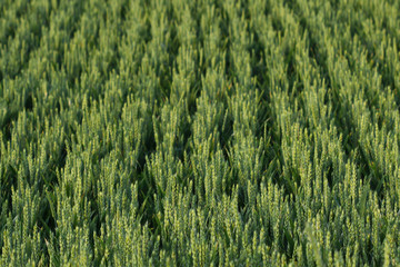 field of wheat