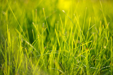 Obraz premium Close up grass.