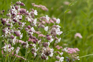 Gewöhnliches Leimkraut - Silene vulgaris
