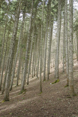 Obraz premium hillside forest