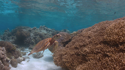 Hawksbill turtle swims on a colorful coral reef.