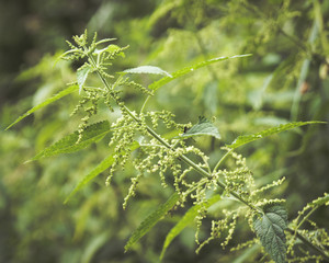 Fresh nettle leaves. Concept of alternative medicine.