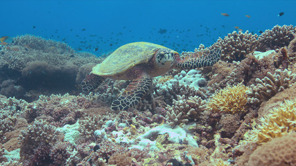 Naklejka premium Hawksbill turtle on a Coral reef